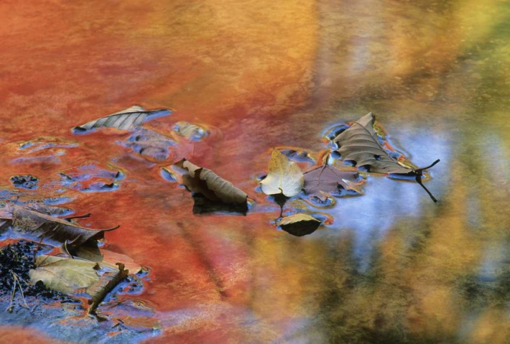 NY, Adirondack Mts Autumn reflections in stream
